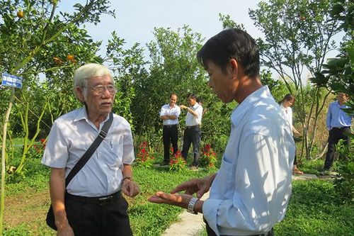 Xử lý dịch bệnh trên cây có múi và kế hoạch khôi phục vùng quýt hồng Lai Vung