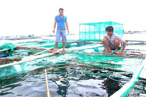 Sử dụng vắc xin bất hoạt phòng bệnh mù mắt ở cá bớp