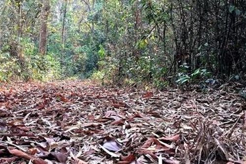 Nhiều địa phương đối mặt với nguy cơ cháy rừng mùa khô