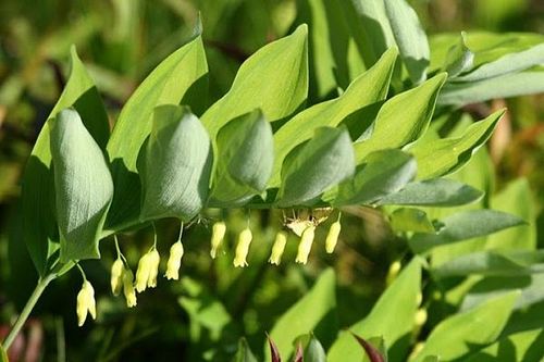 Ngọc trúc trị suy nhược cơ thể