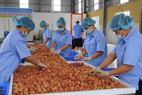 Nỗ lực tìm đường xuất khẩu nông sản