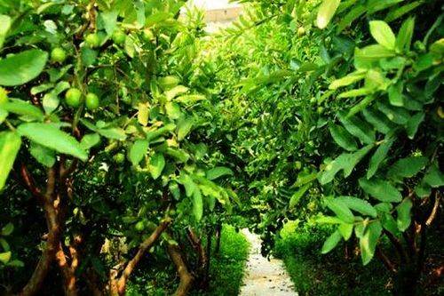 Hà Nội: 'Mua vui' ở vườn ổi, người đàn ông đồng tính bị cướp xe máy