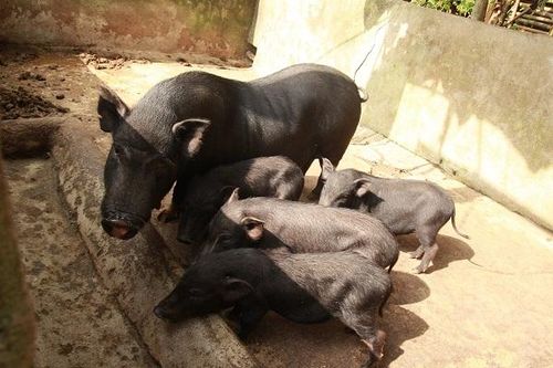 Nhật Bản chung tay bảo tồn nguồn gen các giống lợn bản địa Việt Nam