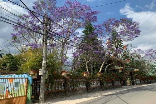 Đà Lạt mùa phượng tím