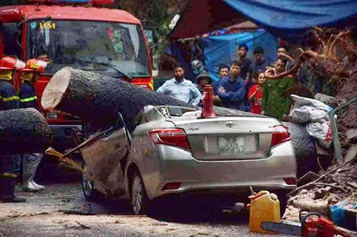 Hà Nội: Cây cổ thụ bật gốc, đè bẹp ô tô Vios