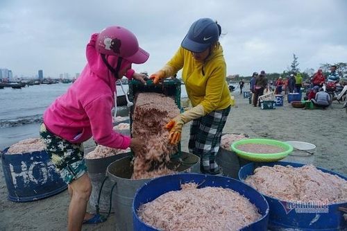 Trúng đậm ruốc biển, ngư dân kiếm tiền triệu mỗi ngày