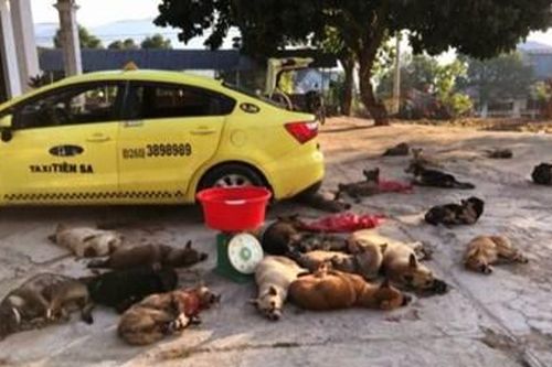 Gọi taxi đến chở 22 con chó vừa trộm cắp