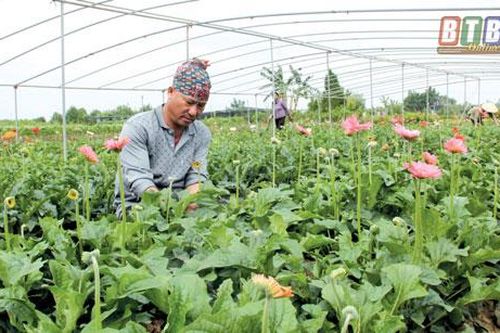 Thái Bình: Làm giàu từ trồng hoa, cây cảnh