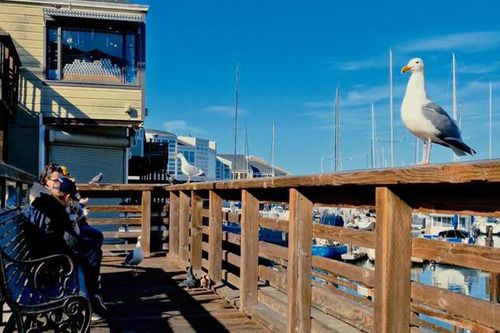 Không phải vẻ đẹp hùng vĩ, San Francisco còn đẹp đến từng chi tiết qua video 8K thế này đây