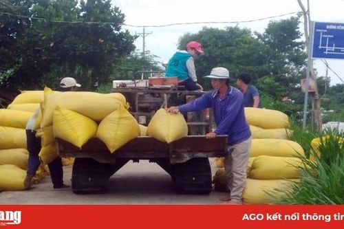 Giá lúa tăng cao, nông dân phấn khởi