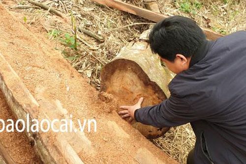 Phá tan hoang rừng phòng hộ Lùng Vai - ai chịu trách nhiệm?