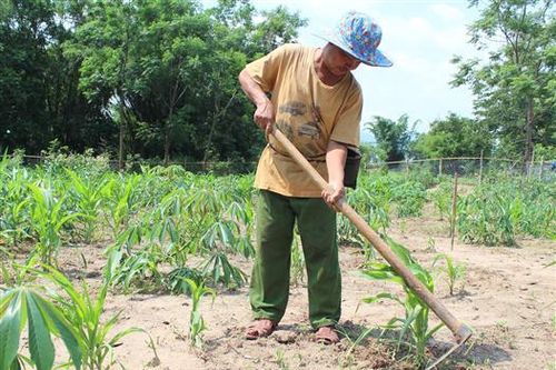 Hướng Hóa: Hỗ trợ 2,342 tỉ đồng phục vụ các chương trình tái cơ cấu ngành nông nghiệp