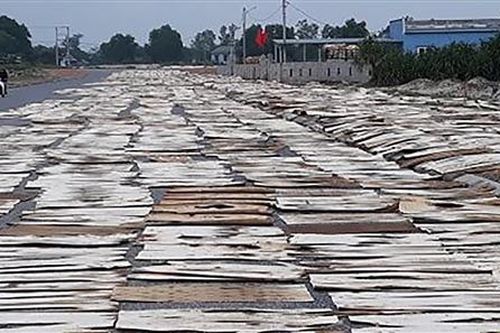 Triệu Phong: Độ che phủ rừng đạt 40%