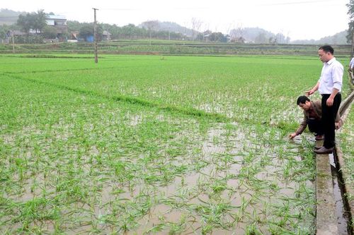 Nhanh chóng khắc phục hậu quả sau mưa đá, dông lốc