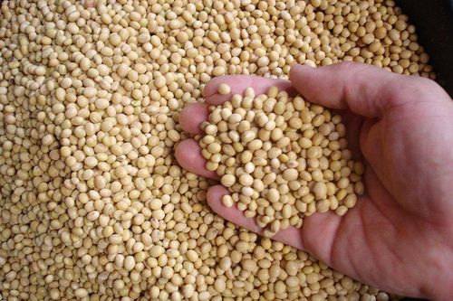 Giá nông sản phục hồi nhờ kỳ vọng Trung Quốc gia tăng thu mua hàng hóa