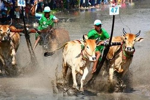 Nâng Hội đua bò Bảy Núi lên tầm quốc tế