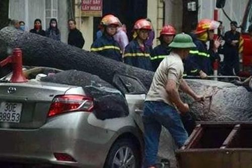 Hà Nội: cây đổ đè nát ô tô trong trận mưa giông lớn