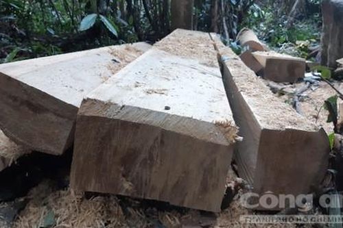 Rừng gỗ dổi trăm tuổi bị lâm tặc đốn hạ