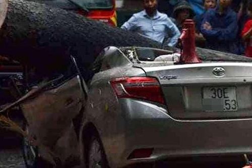 Xà cừ bật gốc trong cơn mưa to, đè bẹp chiếc xe Toyota Vios ở Hà Nội