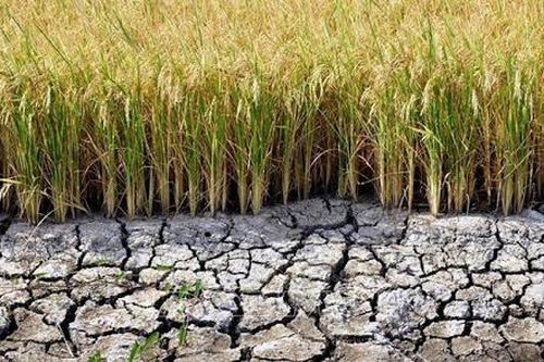 Cà Mau: Công bố tình huống khẩn cấp hạn hán
