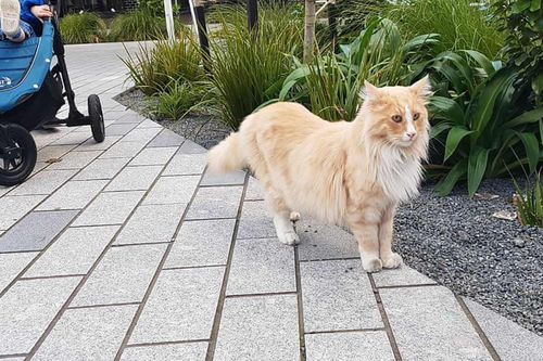 Chú mèo ham chơi bất ngờ nổi tiếng nhất New Zealand