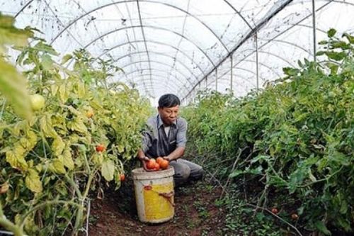 Hà Nội: Sẽ giãn nợ cho các hợp tác xã bị ảnh hưởng bởi dịch Covid-19