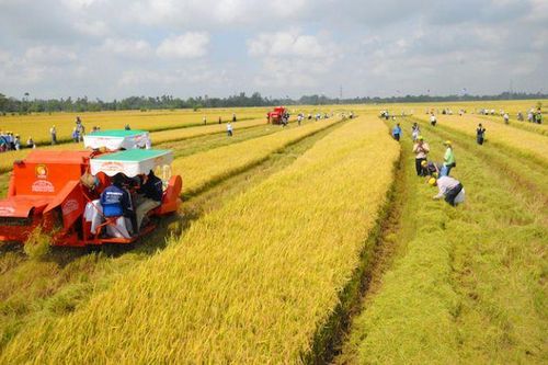 Đề xuất tiếp tục miễn thuế sử dụng đất nông nghiệp đến ngày 31/12/2025