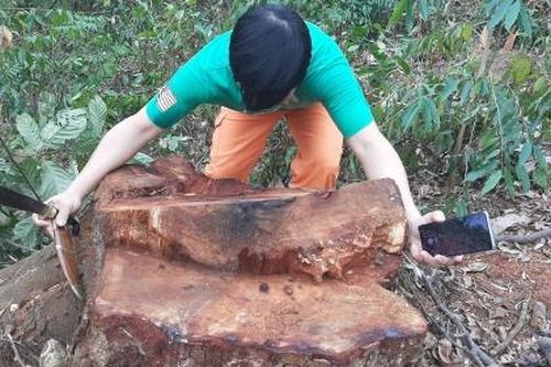 Thanh Hóa: Rừng Lim 'chảy máu' và bản báo cáo 'bất thường' của Kiểm lâm huyện Bá Thước?