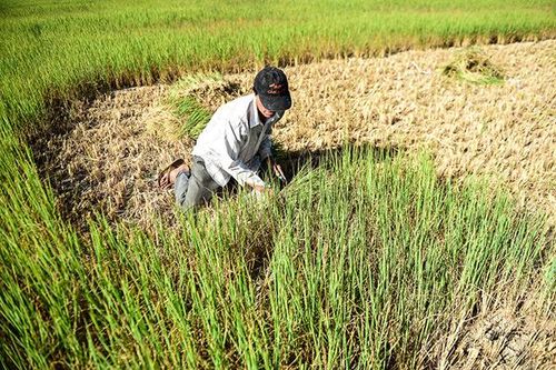 Hạn mặn sớm chưa từng có, vựa lúa mặn cháy bò ăn cũng chê
