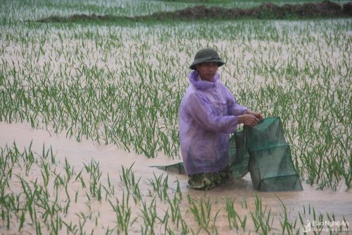 Mưa lớn gây ngập úng hơn 35 ha lúa ở thị xã Hoàng Mai