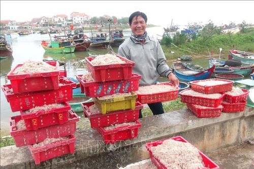 Ngư dân Quảng Bình được mùa ruốc biển