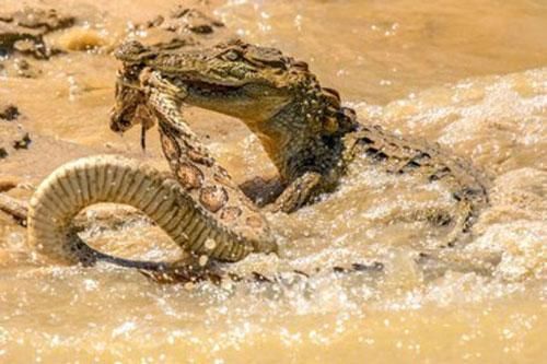 Rắn hổ bướm cả gan tuyên chiến 'chúa tể đầm lầy'