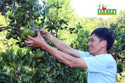 Đắk Nông: Thu tiền tỷ từ trồng xen cây ăn trái trong vườn cà phê
