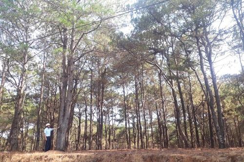Công tác phòng cháy, chữa cháy rừng góp phần giữ vững 'lá phổi Pleiku'
