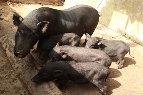 Giải bài toán kinh doanh thịt lợn thương hiệu Việt
