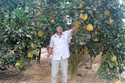 Học Bác, nông dân Lò Văn Oai sản xuất giỏi