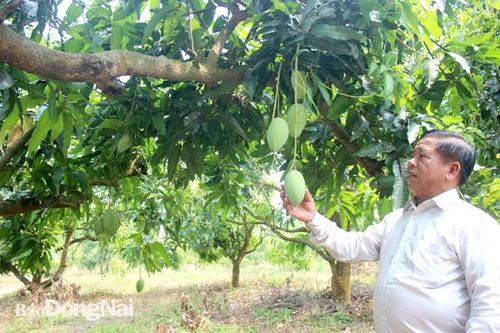 Đưa giống cây trồng mới vào sản xuất