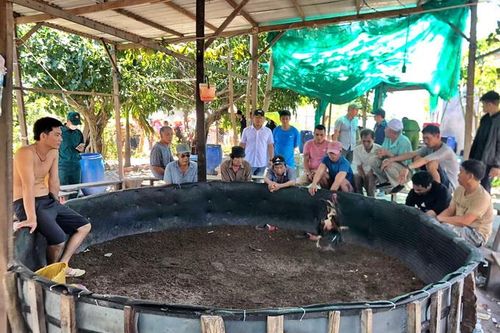 Bắt sới gà trên đảo Trí Nguyên