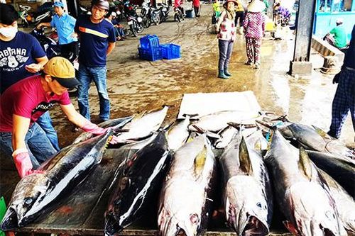 Nghiệm thu đề tài công nghệ khai thác cá ngừ đại dương