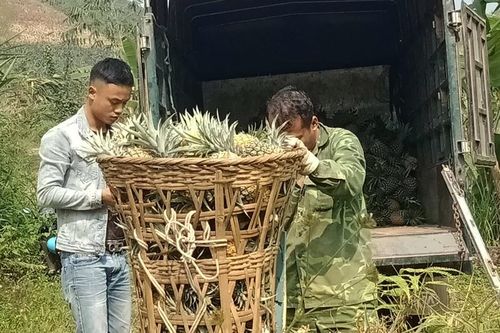 Mường Khương: Dứa vào vụ thu hoạch, giá dao động mức 5.000 đồng/kg