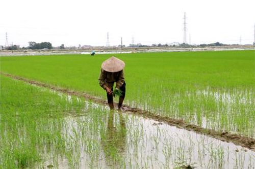 Hoa Lư: Chuyển trọng tâm sang chăm sóc lúa đông xuân