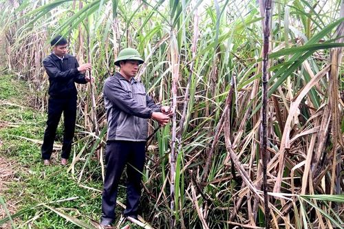 Hàm Yên nhân rộng những cánh đồng mía 100 tấn/ha