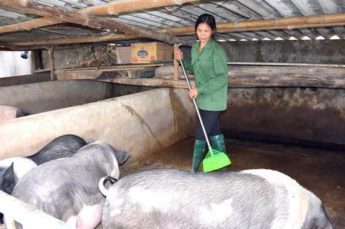 Hội LHPN xã Minh Quang phát huy nguồn 'Quỹ hỗ trợ phụ nữ phát triển'