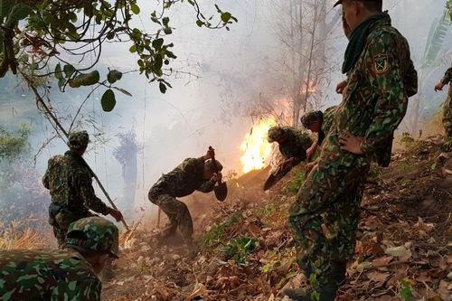 Cháy rừng tại An Giang, 6ha bị thiêu rụi