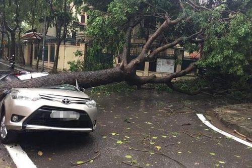 Mưa dông, 30 cây xanh trên địa bàn Hà Nội bị gãy, đổ