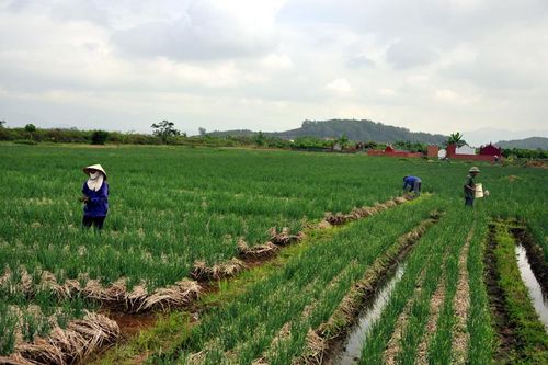 Đề xuất kéo dài thời gian miễn thuế sử dụng đất nông nghiệp đến hết năm 2025