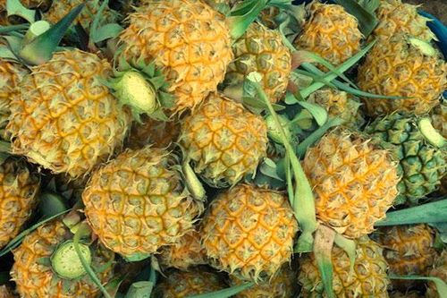 TP Hồ Chí Minh: Dứa mini Thái Lan 170 nghìn/kg vẫn hút người tiêu dùng