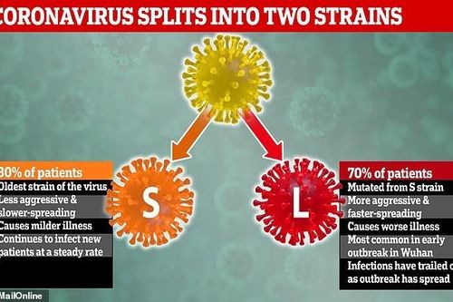 Virus corona mới đã tiến hóa thành hai chủng