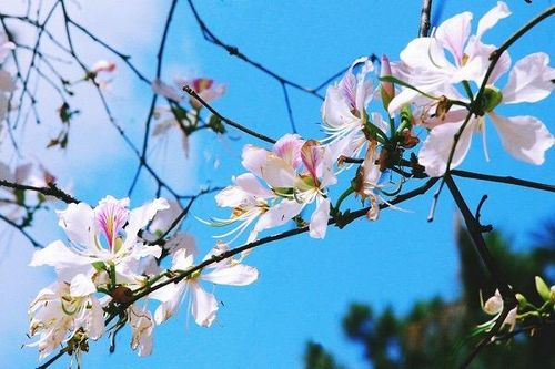 Đặc sản Tây Bắc trên mâm Tết nhà Mường