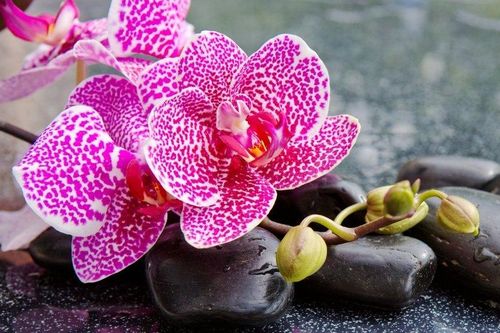 Tử vi ngày 6/3/2020: Tuổi Dần trở ngại đường tiến, tuổi Tỵ cẩn trọng tiền bạc